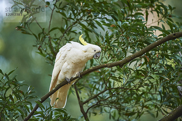 Gelbhaubenkakadu  Cacatua galerita  Dandenong-Ranges-Nationalpark  Victoria  Australien