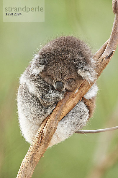 Koala  Phascolarctos cinereus  Victoria  Australien