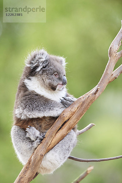 Koala  Phascolarctos cinereus  Victoria  Australien