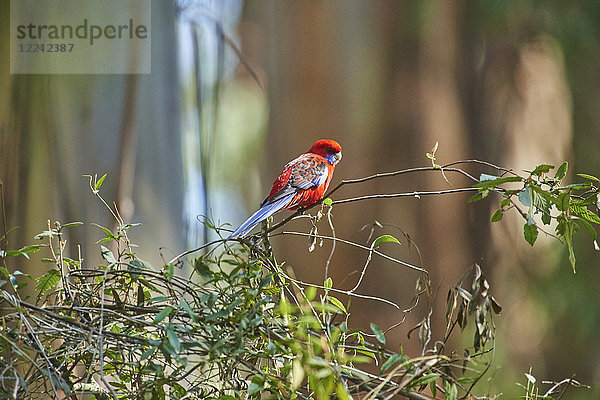 Pennantsittich  Platycercus elegans  Dandenong-Ranges-Nationalpark  Victoria  Australien