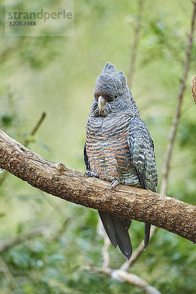 Helmkakadu  Callocephalon fimbriatum  Victoria  Australien