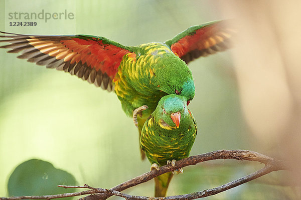 Zwei Schuppenloris  Trichoglossus chlorolepidotus  Victoria  Australien