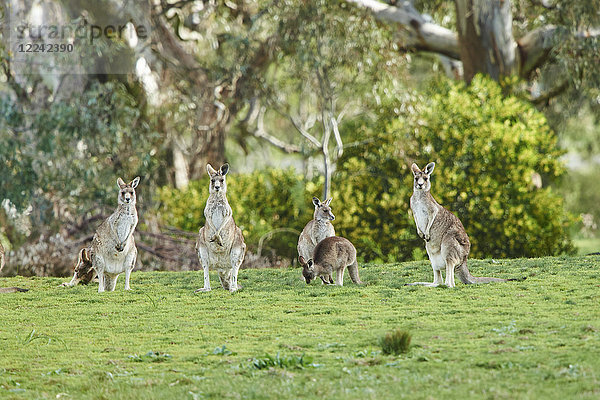 Östliche graue Riesenkängurus  Macropus giganteus  Victoria  Australien