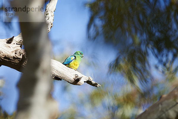 Vielfarbensittich  Psephotus varius  Victoria  Australien