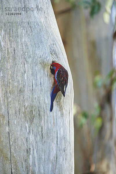 Pennantsittich  Platycercus elegans  Dandenong-Ranges-Nationalpark  Victoria  Australien