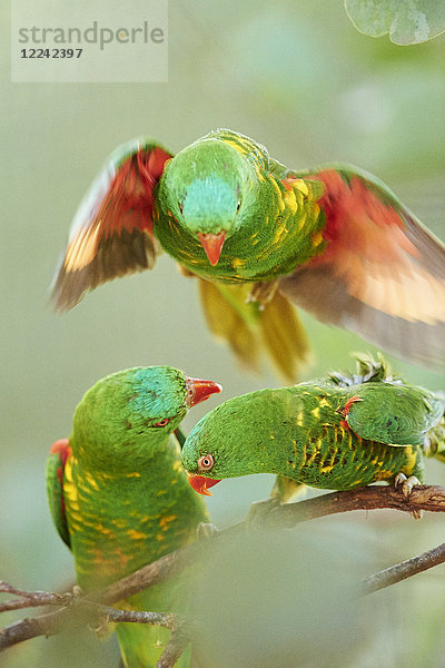 Drei Schuppenloris  Trichoglossus chlorolepidotus  Victoria  Australien