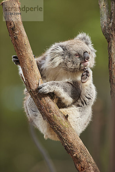 Koala  Phascolarctos cinereus  Victoria  Australien