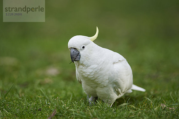 Gelbhaubenkakadu  Cacatua galerita  Dandenong-Ranges-Nationalpark  Victoria  Australien