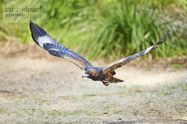 Keilschwanzadler  Aquila audax  Victoria  Australien