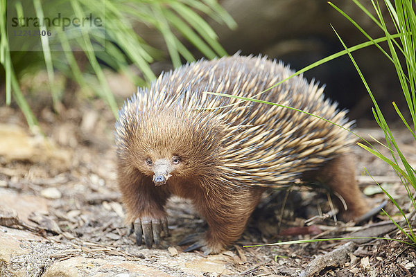 Ameisenigel  Tachyglossidae  Victoria  Australien