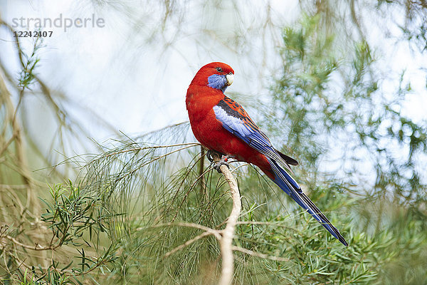 Pennantsittich  Platycercus elegans  Dandenong-Ranges-Nationalpark  Victoria  Australien