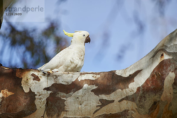 Gelbhaubenkakadu  Cacatua galerita  Victoria  Australien