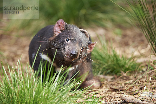 Tasmanischer Teufel  Sarcophilus harrisii  Victoria  Australien