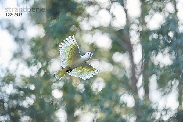 Gelbhaubenkakadu  Cacatua galerita  Dandenong-Ranges-Nationalpark  Victoria  Australien