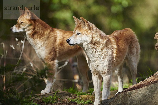 Dingo  Canis lupus dingo  Victoria  Australien