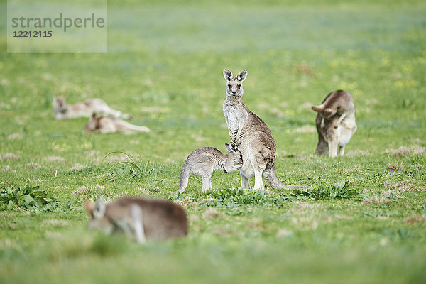 Östliche graue Riesenkängurus  Macropus giganteus  Victoria  Australien