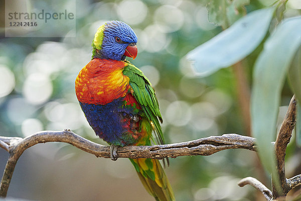 Allfarblori  Trichoglossus moluccanus  Victoria  Australien