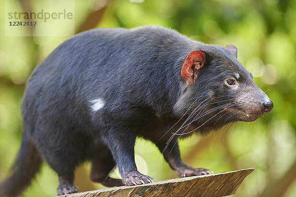 Tasmanischer Teufel  Sarcophilus harrisii  Victoria  Australien