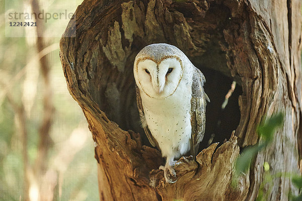 Schleiereule  Tyto alba  Victoria  Australien