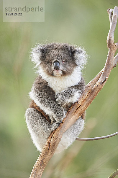 Koala  Phascolarctos cinereus  Victoria  Australien