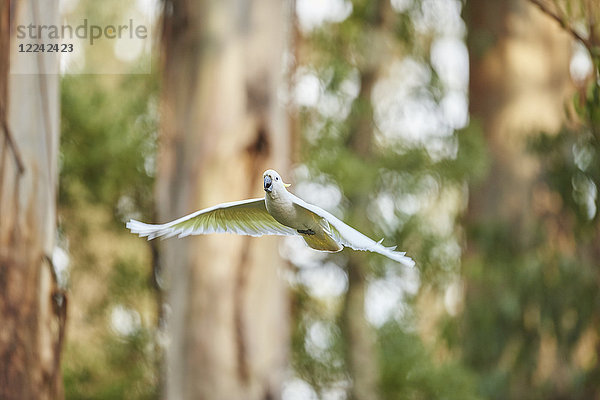 Gelbhaubenkakadu  Cacatua galerita  Dandenong-Ranges-Nationalpark  Victoria  Australien