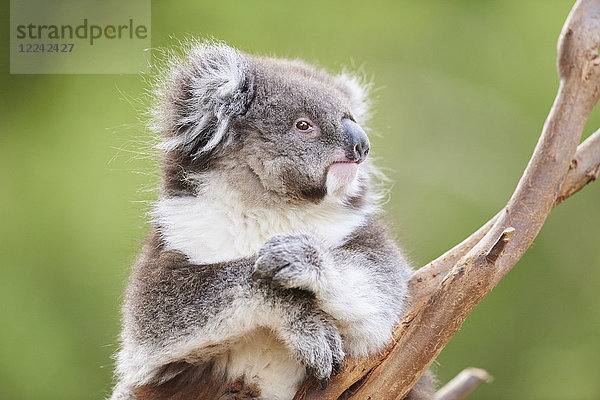 Koala  Phascolarctos cinereus  Victoria  Australien