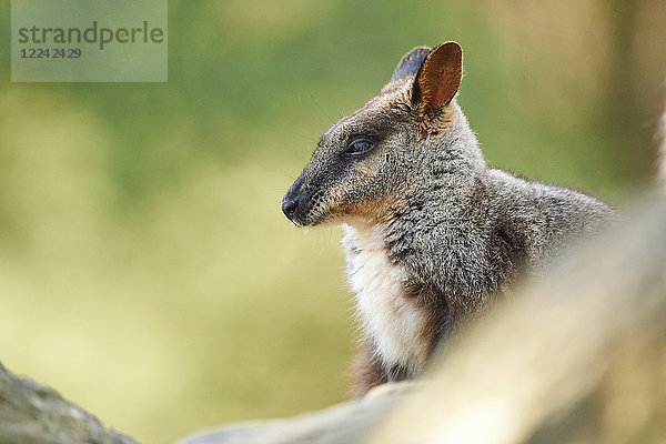 Bürstenschwanz-Felskänguru  Petrogale penicillata  Victoria  Australien