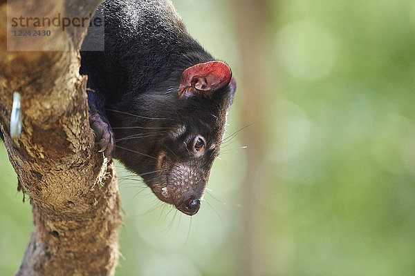 Beutelteufel  Sarcophilus harrisii  Victoria  Australien