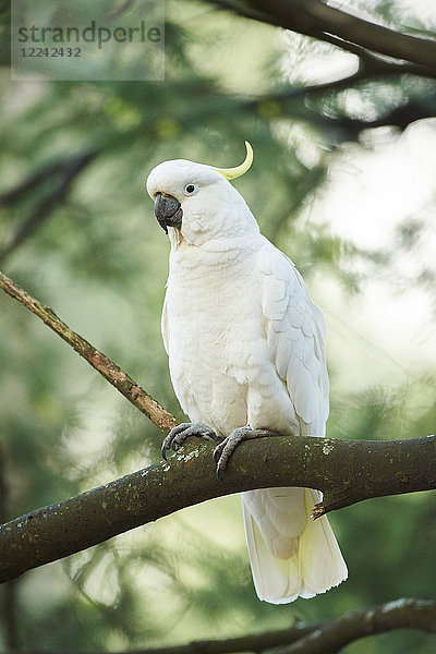 Gelbhaubenkakadu  Cacatua galerita  Dandenong-Ranges-Nationalpark  Victoria  Australien