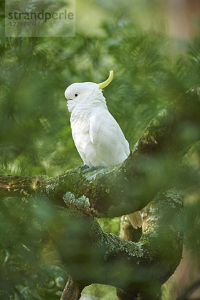 Gelbhaubenkakadu  Cacatua galerita  Dandenong-Ranges-Nationalpark  Victoria  Australien