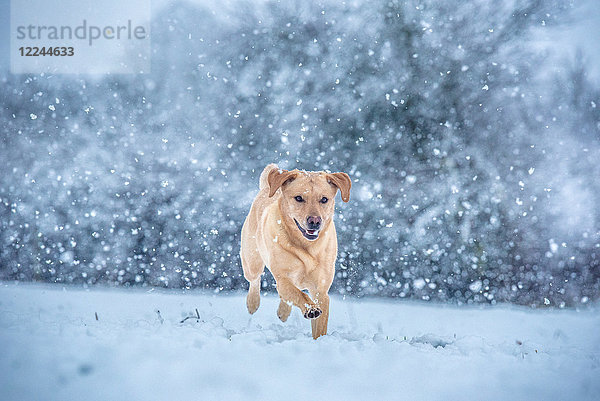 Goldener Labrador im Schnee  Vereinigtes Königreich  Europa