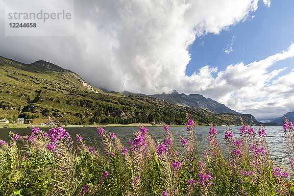 Epilobium-Wildblumen am Seeufer  Malojapass  Bergell  Engadin  Kanton Graubünden (Graisons)  Schweiz  Europa