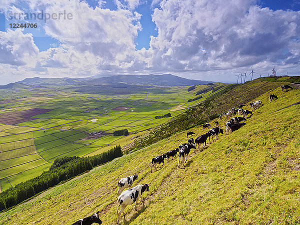 Kühe am Hang der Serra do Cume  Insel Terceira  Azoren  Portugal  Atlantik  Europa