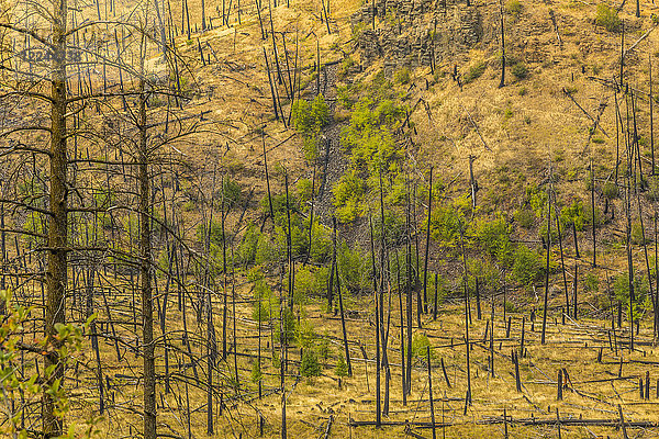 Blick auf unfruchtbares Land nach dem jüngsten Brand in der Nähe von Kamloops  British Columbia  Kanada  Nordamerika