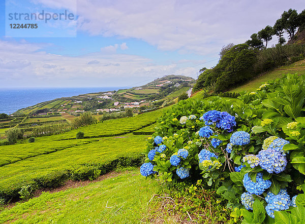 Porto Formoso Teefelder  Insel Sao Miguel  Azoren  Portugal  Atlantik  Europa