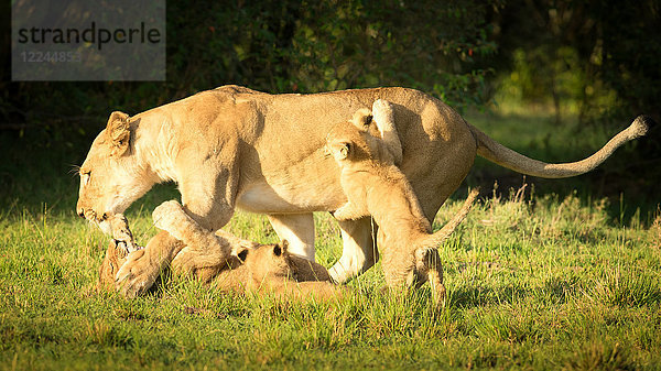Junge Löwenbabys spielen mit Löwin  Masai Mara  Kenia  Ostafrika  Afrika
