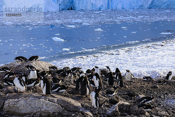 Eselspinguin-Kolonie (Pygoscelis papua) über dem eisigen Neko Harbour  früher Morgen  Graham Land  Antarktischer Kontinent  Antarktis  Polarregionen