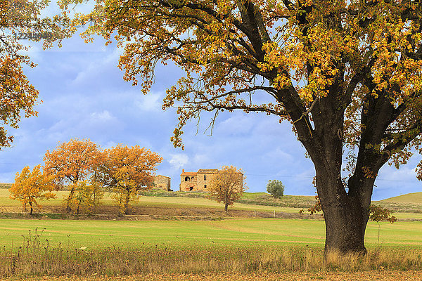 Abgelegenes Landhaus in der toskanischen Landschaft im Herbst  Asciano  Val d'Orcia  UNESCO-Weltkulturerbe  Provinz Siena  Toskana  Italien  Europa
