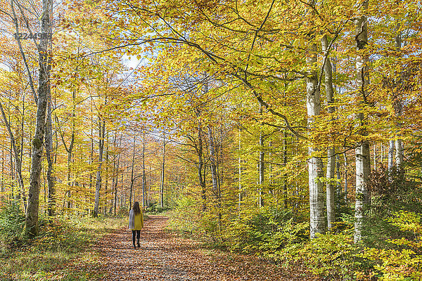 Frau beim Spaziergang in einem Buchenwald im Herbst  Landkreis Bad Tolz-Wolfratshausen  Bayern  Deutschland  Europa