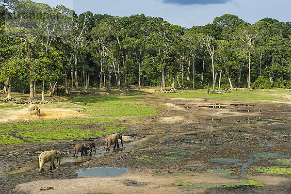 Afrikanische Waldelefanten (Loxodonta cyclotis) in der Dzanga Bai  UNESCO-Welterbe  Dzanga-Sangha Special Reserve  Zentralafrikanische Republik  Afrika