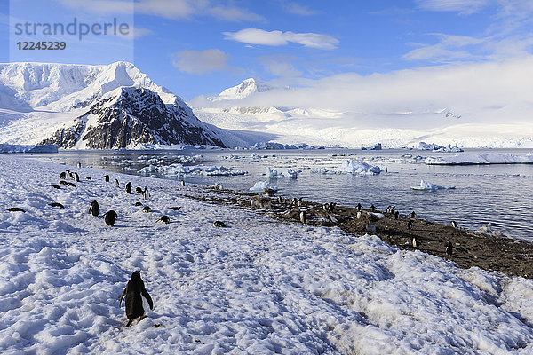 Eselspinguine (Pygoscelis papua) und atemberaubende Landschaft  Sonne und Nebel am frühen Morgen  Neko Harbour  Graham Land  Antarktis  Polarregionen