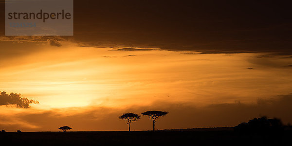 Masai Mara bei Sonnenuntergang  Kenia  Ostafrika  Afrika