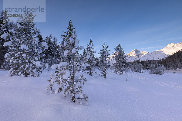 Schneebedeckte Bäume  Lej da Staz  St. Moritz  Engadin  Kanton Graubünden (Grisons)  Schweiz  Europa