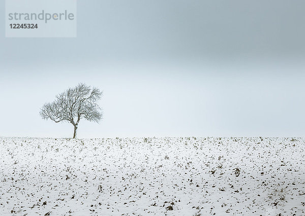 Einsamer Baum  Winterschneeszene  Aldbury  Hertfordshire  England  Vereinigtes Königreich  Europa