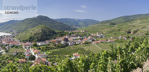 Weinberge im Sommer  Donau  Spitz  Kulturlandschaft Wachau  UNESCO-Welterbe  Österreich  Europa