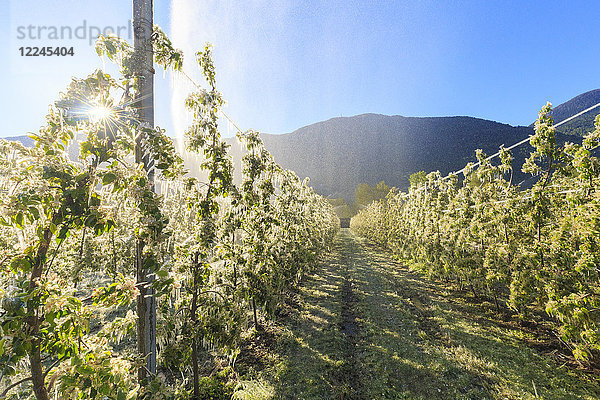 Eis auf Apfelpflanzen während der kalten Frühlingstage  Valtellina  Lombardei  Italien  Europa