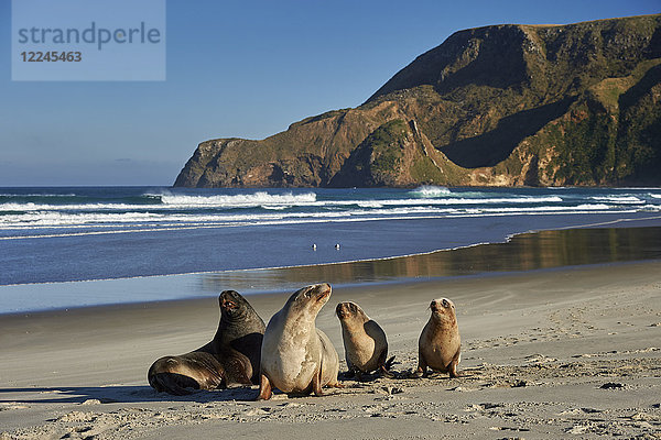 Eine Gruppe junger neuseeländischer Seelöwen (Hooker's sea lions) am Allans Beach  Otago Peninsula  Otago  Südinsel  Neuseeland  Pazifik