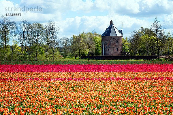 Bunte Tulpen in Holland  Die Niederlande  Europa