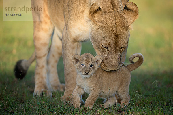 Löwin mit Jungtier  Masai Mara  Kenia  Ostafrika  Afrika