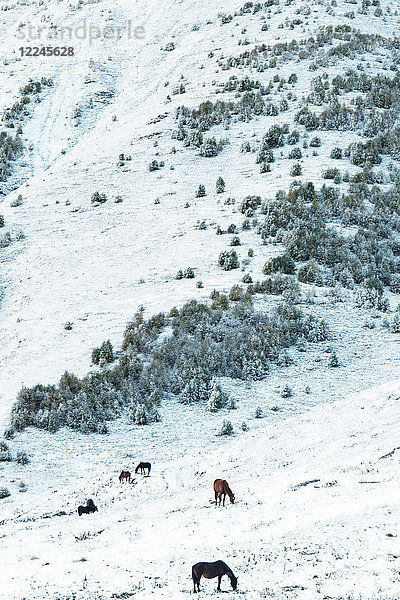 Wildpferde grasen im Schnee auf 2200m über Kazbegi  in der Morgendämmerung in der Nähe des Mount Kazbek  Georgien  Zentralasien  Asien